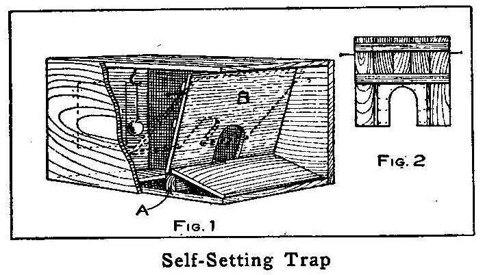 Self-Setting Trap