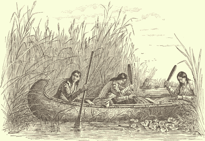 Ojibwa Women Gathering Wild Rice. (After Schoolcraft.) Illustration.