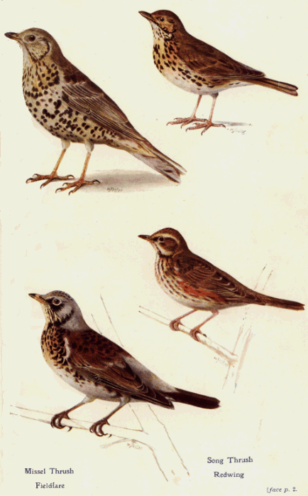 Plate_01. Missel Thrush, Song Thrush, Redwing, Fieldfare [face p. 2 Plate_01