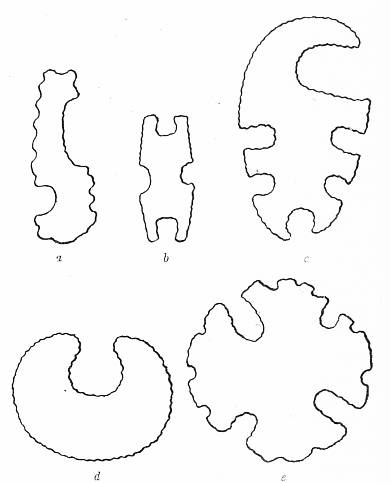 Fig. 40. Eccentrically shaped implements found at summit of
    mound.